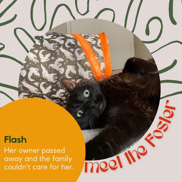 Meet the fosters! - Picture 5 of 15